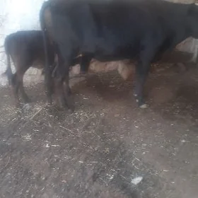 goleli sygyr