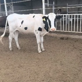tüwe