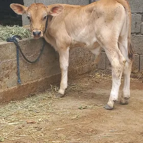 Okuzce