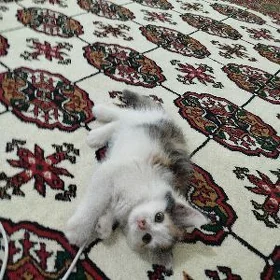 pişik