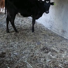 çorny piýosdr