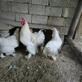 Brama
