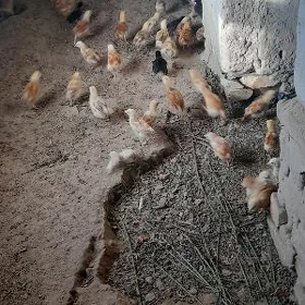 juyje жуйже