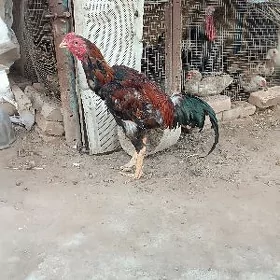 baysok horaz