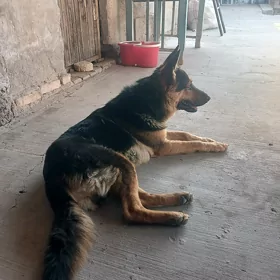Авчарка