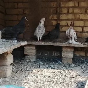 Kepderi