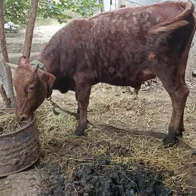 ökuz