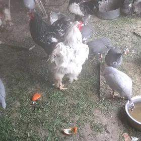 brama horazlar