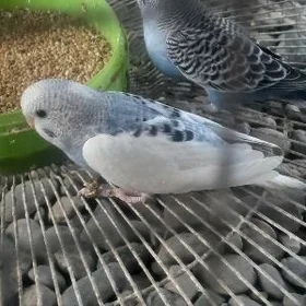 popugay