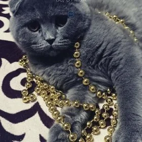 КОТ ВИСЛОУХИЙ