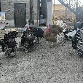 Indýuk