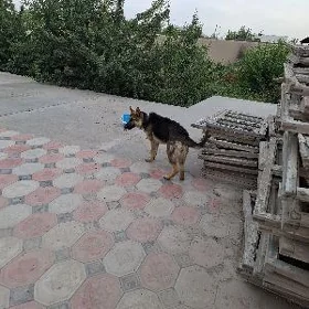 ит собака