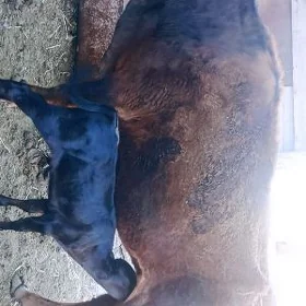 GOLELI SYGyGOLELI SYGYR
