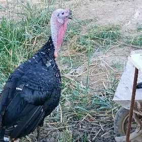 Gara Ovgan Ündük.