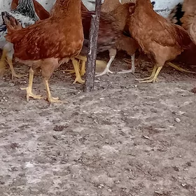 jüje