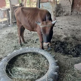 Öküz