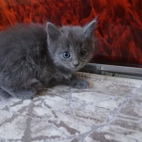 котёнок