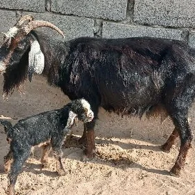 Geçi owlakly