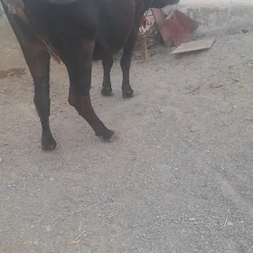 bogaz sygyr