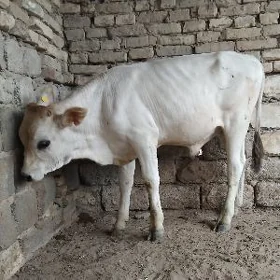 ARASSA ŞWES OKÙZ TOHUM