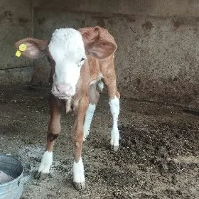 göle