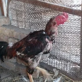 baysow horaz