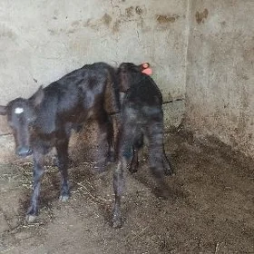 göle