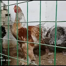 Brama Horaz