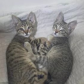 Pişik