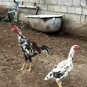 ALAJA TOWUK WE TAŞGEND