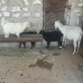 geçi