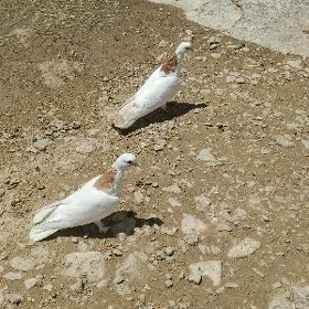 kepderi