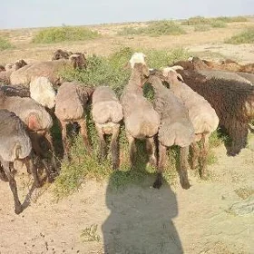 Satlyk Tokullar