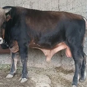 ÖKÜZ