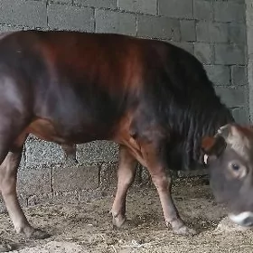 ÖKÜZ