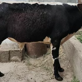 Satlyk Göle