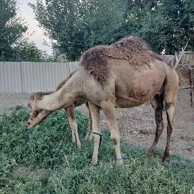 Köṣ̌ekli düýe