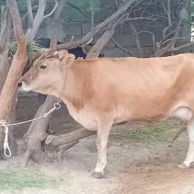 sygyr
