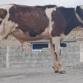 orginal Galşteyin