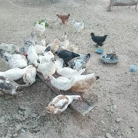brama bolgar yumurtga