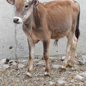 şwes tohum okuz