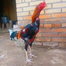 kKarey horaz