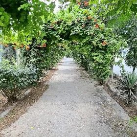 Arenda Ferma Ketek Jùje Towuk