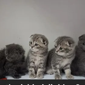 şatlanskiy pisijekler