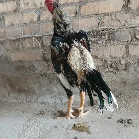 baysok