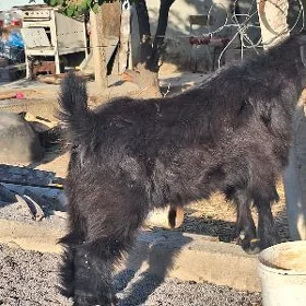 Geçi