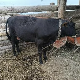 Öküz