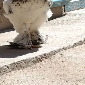 хораз
