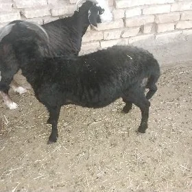 satlyk mal goç