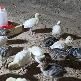 induk jüje 20 günlük